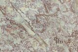 Ordovician Graptolite (Araneograptus) Plate - Morocco #116747-1